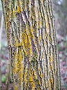 Yellow crust lichen covers the bark of a tree Royalty Free Stock Photo