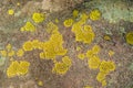 Yellow Crustose Lichen