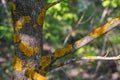 Yellow crustose lichen on a tree trunk, close-up. Fruit tree bark disease, yellow moss spots affecting the surface of the trunk