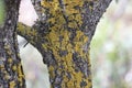 Yellow crustose maritime sunburst lichen Xanthoria parietina on a tree trunk. Disease of the bark of fruit trees