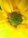 Yellow Crysanthemum Flower Royalty Free Stock Photo