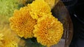 Yellow Crysanthemum