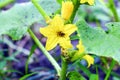 Yellow cucumber flower on a Bush in garden