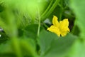 Yellow cucumber flower in a greenhouse Royalty Free Stock Photo