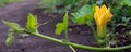 Yellow cucumber flower growing in the vegetable garden Royalty Free Stock Photo