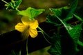 Yellow cucumber Zucchini flower Royalty Free Stock Photo