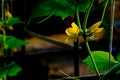 Yellow cucumber Zucchini flower