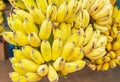 Yellow cultivated bananas or Pisang Awak Bananas or  Kluai  Namwa Musa sapientum Linn Musa ABB CV.Kluai Namwa Royalty Free Stock Photo