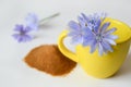 Yellow cup with chicory flowers, chicory powder in the background. Chicory flowers and tea from chicory. Selective focus Royalty Free Stock Photo