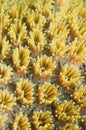 Yellow cup coral Royalty Free Stock Photo