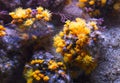 Yellow cup corals Royalty Free Stock Photo