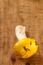 Yellow cup wild russule mushroom on wooden box Royalty Free Stock Photo