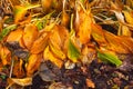 Yellow and curled hosta leaves. Autumn garden