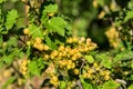 Yellow currant berries. Yellow berries close up.