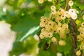 ripe yellow currant in the garden on a green background Royalty Free Stock Photo