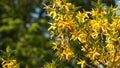 Yellow currant flowers on a branch Royalty Free Stock Photo