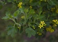 Yellow currant flowers in the spring garden 2 Royalty Free Stock Photo