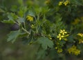 Yellow currant flowers in the spring garden Royalty Free Stock Photo
