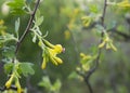 Yellow currant flowers in the spring garden 3 Royalty Free Stock Photo
