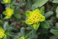 Yellow Cushion Spurge growing in an outside garden