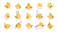 Yellow cute cartoon easter chicken. Chick newborn, spring chickens birds play, eat earthworm and sing. Isolated little