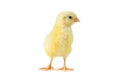 Yellow cute chick on a white background isolation