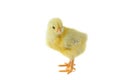 Yellow cute chick on a white background isolation