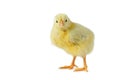 Yellow cute chick on a white background isolation