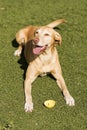 Yellow cute dog sitting on grass. Green background Royalty Free Stock Photo