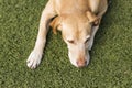 Yellow cute dog sitting on grass. Green background Royalty Free Stock Photo