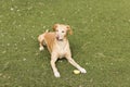 Yellow cute dog sitting on grass. Green background Royalty Free Stock Photo