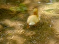 Yellow Cute Duckling swimming in a pond or lake. Royalty Free Stock Photo