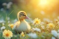 Yellow cute little duckling on spring meadow with flowers in sunny day. Duck chick the field. Happy easter Royalty Free Stock Photo