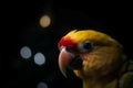 Yellow cute parrot. Generate AI