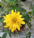 Yellow cutleaf Coneflower