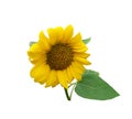 Yellow cutout sunflower with leaves and stem, isolated bright object on the white background for decor, harvest time design, Royalty Free Stock Photo