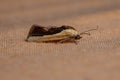 Yellow Cutworm Moth Royalty Free Stock Photo