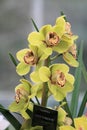 Yellow Cymbidium orchid Royalty Free Stock Photo