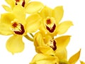 Yellow cymbidium orchids