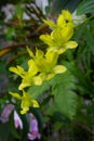 Yellow cymbidium orchid flowers