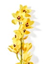 Yellow cymbidium orchid flowers