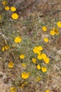 ESCHSCHOLZIA PARISHII BLOOM - JOSHUA TREE NP - 052320 B Royalty Free Stock Photo