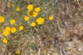 ESCHSCHOLZIA PARISHII BLOOM - JOSHUA TREE NP - 052320 A Royalty Free Stock Photo