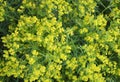 Yellow cypress spurge flower