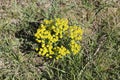 Yellow cypress spurge plant with flowers on meadow