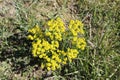 Yellow cypress spurge plant with flowers on meadow Royalty Free Stock Photo