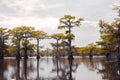 Yellow Cypress Trees On a Lake-1