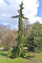 Yellow cypress, weeping form Chamaecyparis nootkatensis D. Don Spach, f. Pendula in the garden