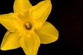 Yellow Daffodil