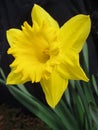 Yellow daffodil Royalty Free Stock Photo